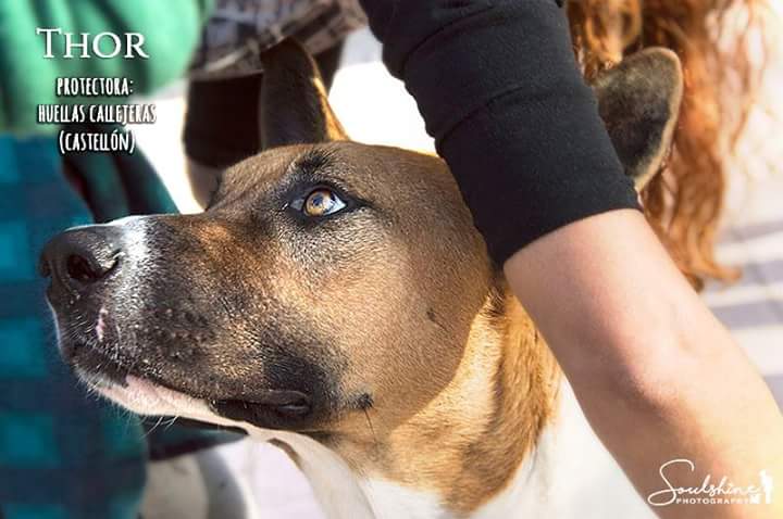 THOR PERRO EN ADOPCION THOR PERRO EN ADOPCION