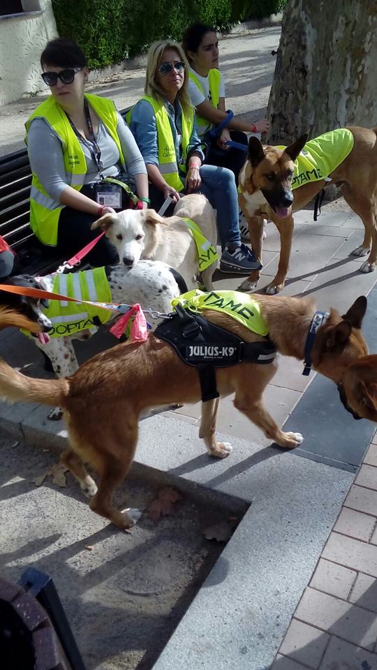 THOR PERRO EN ADOPCION THOR PERRO EN ADOPCION