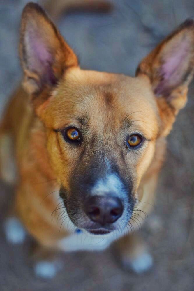 THOR PERRO EN ADOPCION THOR PERRO EN ADOPCION