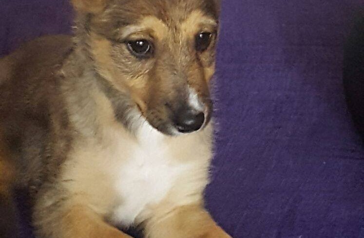 TOY CACHORRITO EN ADOPCIÓN