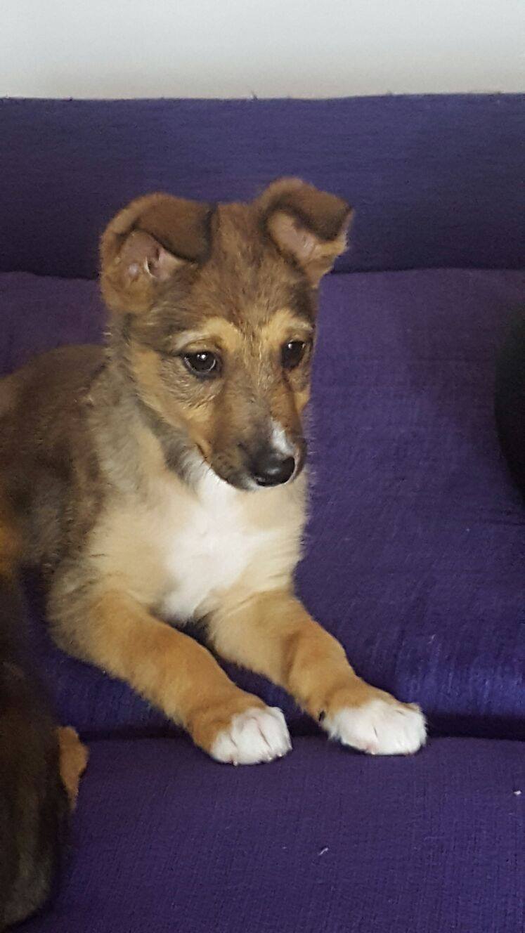 TOY CACHORRITO EN ADOPCIÓN TOY CACHORRITO EN ADOPCIÓN