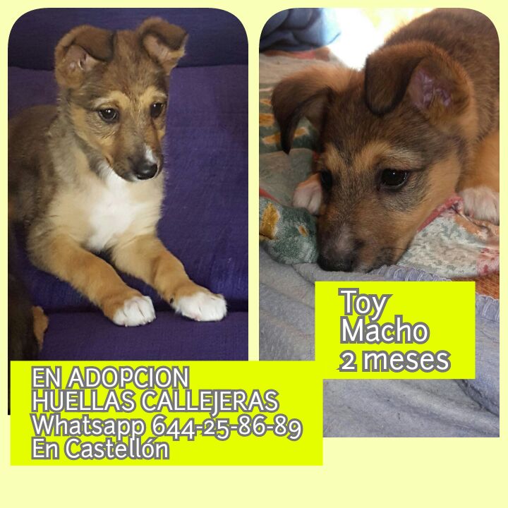 TOY CACHORRITO EN ADOPCIÓN TOY CACHORRITO EN ADOPCIÓN