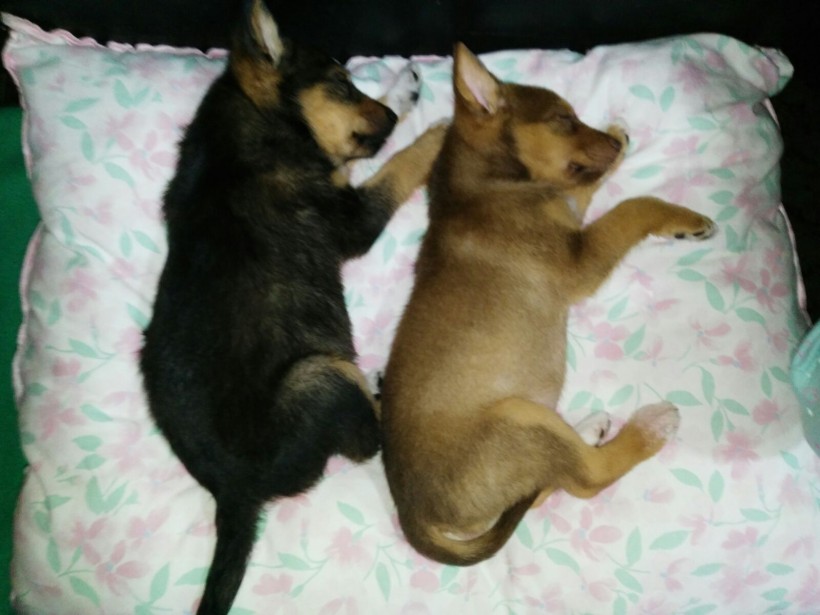 TOY CACHORRITO EN ADOPCIÓN TOY CACHORRITO EN ADOPCIÓN