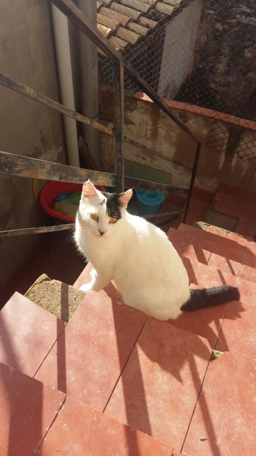 BLAS GATO EN ADOPCIÓN