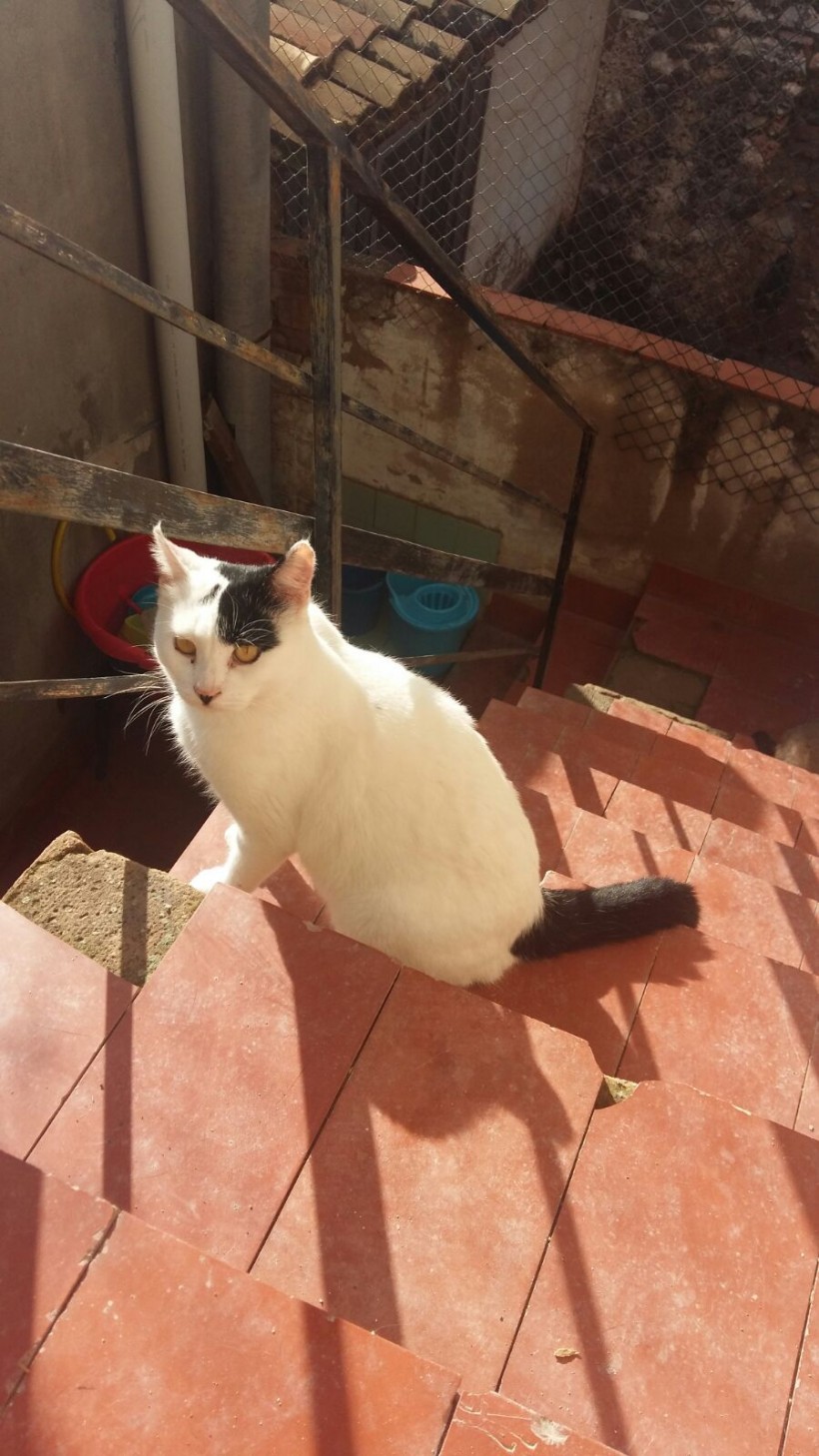 BLAS GATO EN ADOPCIÓN
