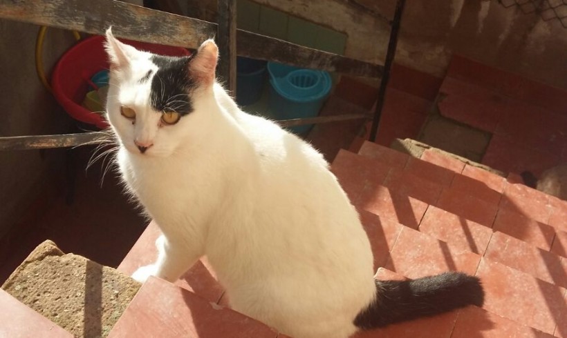BLAS GATO EN ADOPCIÓN