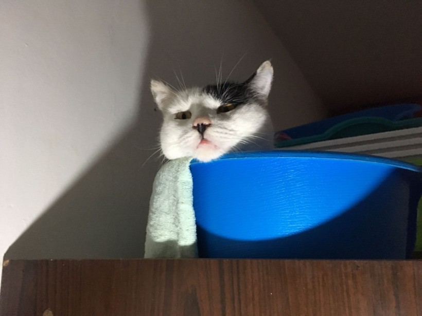 BLAS GATO EN ADOPCIÓN