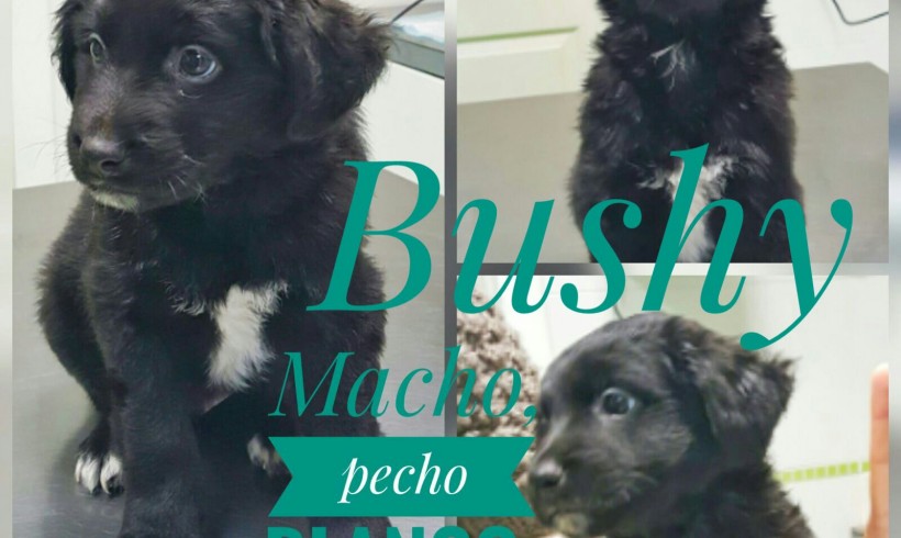BUSHY EN ADOPCION