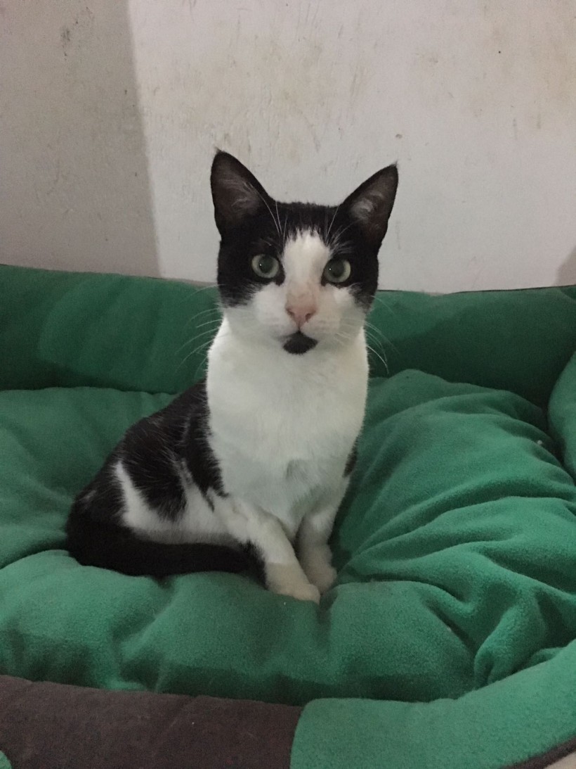 EPI GATO EN ADOPCIÓN