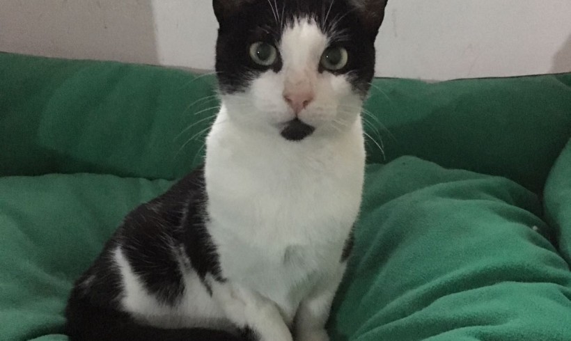 EPI GATO EN ADOPCIÓN