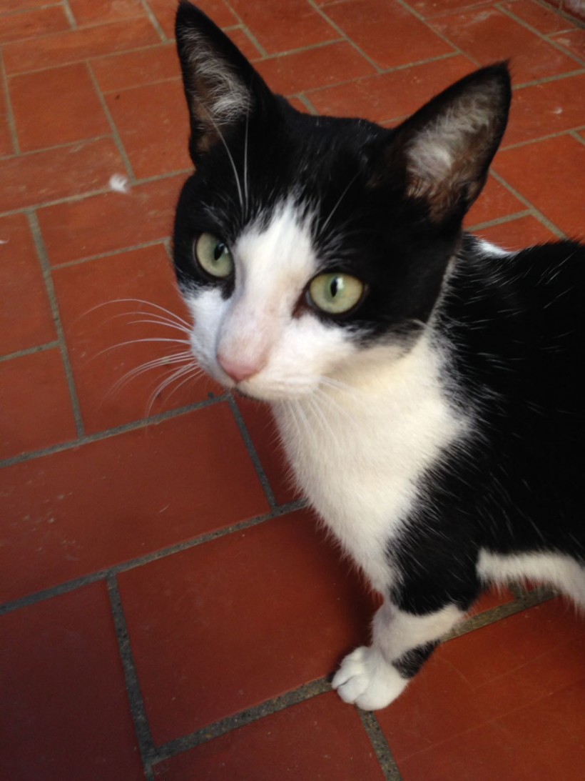 EPI GATO EN ADOPCIÓN