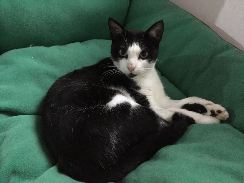 EPI GATO EN ADOPCIÓN