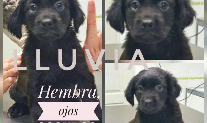 LLUVIA EN ADOPCIÓN
