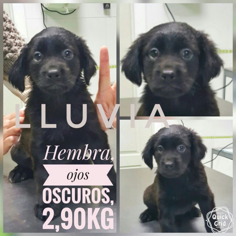 LLUVIA EN ADOPCIÓN