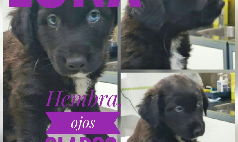 LUNA EN ADOPCION