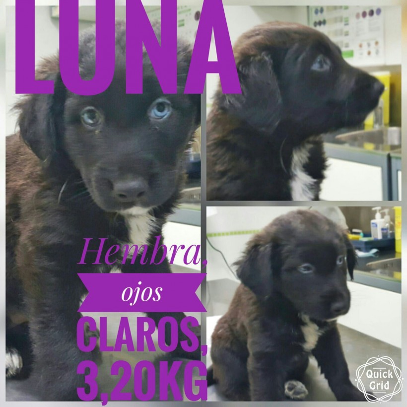 LUNA EN ADOPCION LUNA EN ADOPCION
