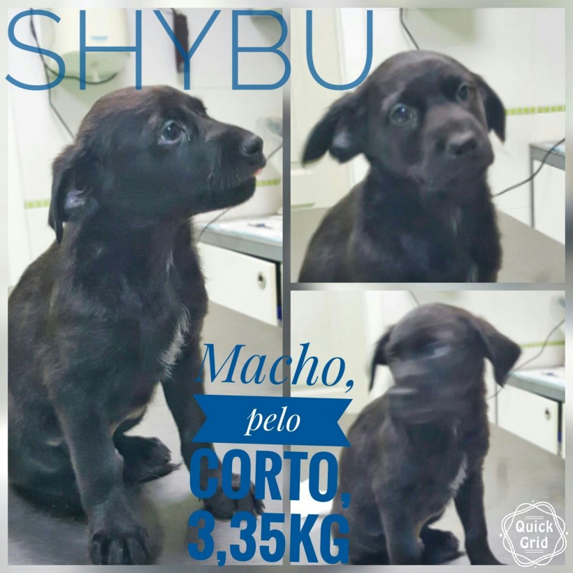 SHYBU EN ADOPCION