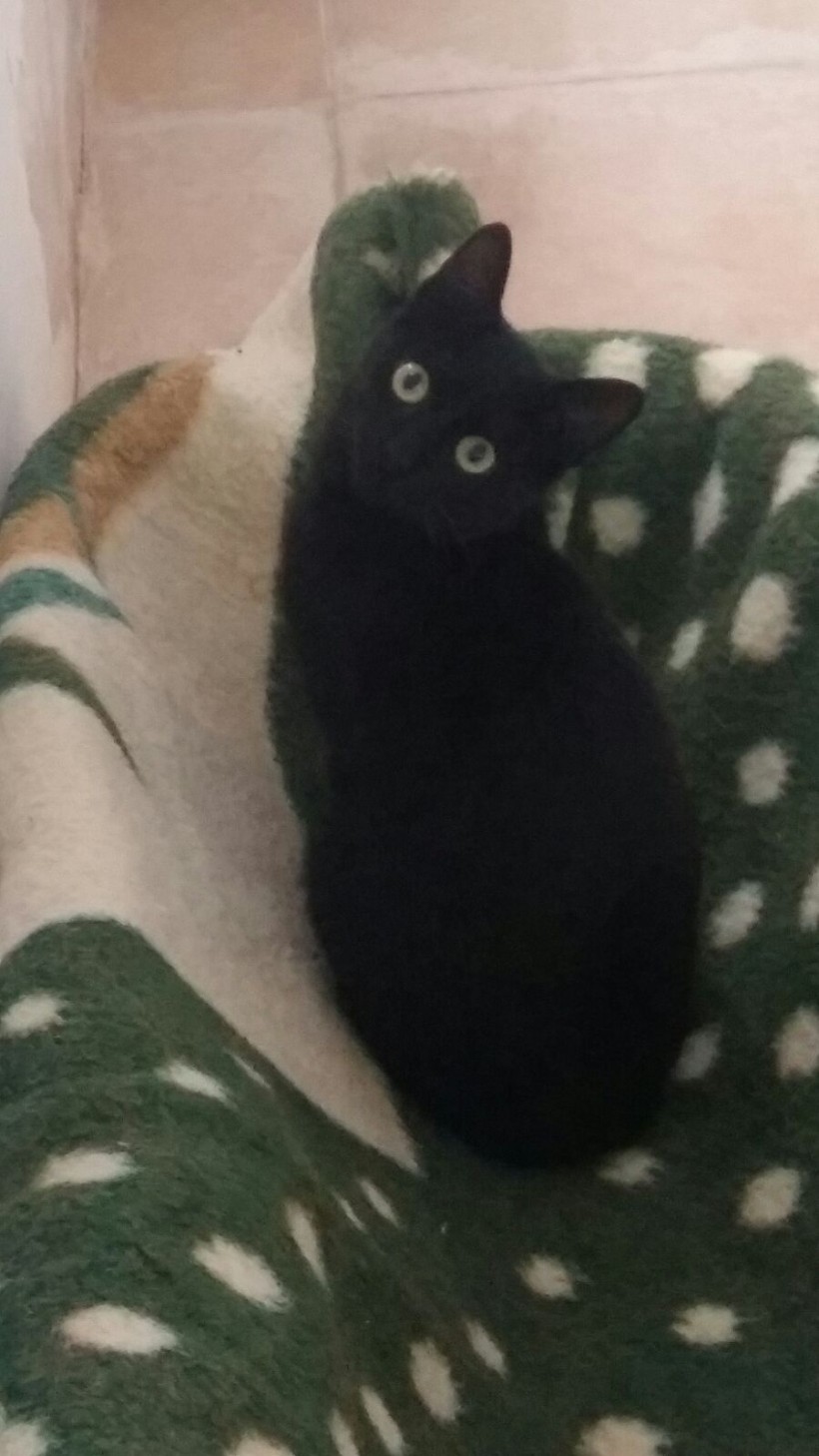 SOMBRA GATO EN ADOPCION SOMBRA GATO EN ADOPCION