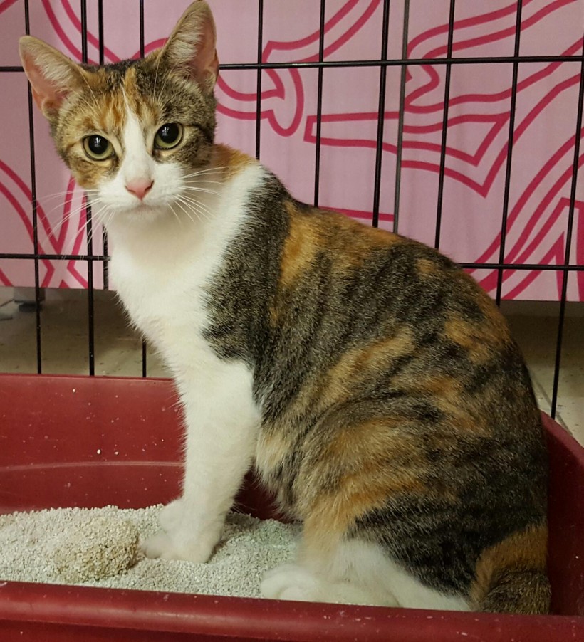 TRINI GATA EN ADOPCIÓN TRINI GATA EN ADOPCIÓN