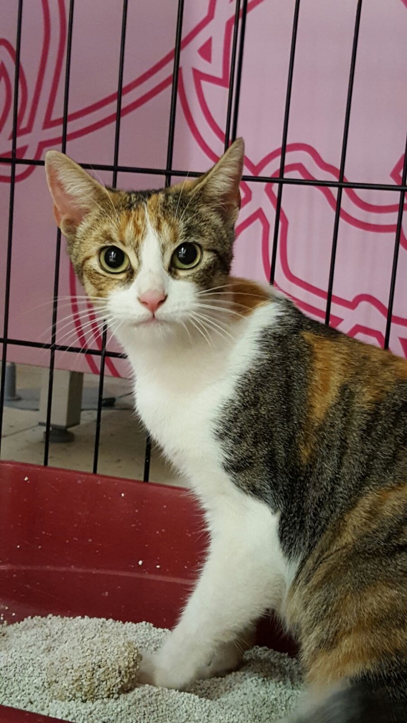 TRINI GATA EN ADOPCIÓN TRINI GATA EN ADOPCIÓN