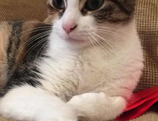 TRINI GATA EN ADOPCIÓN