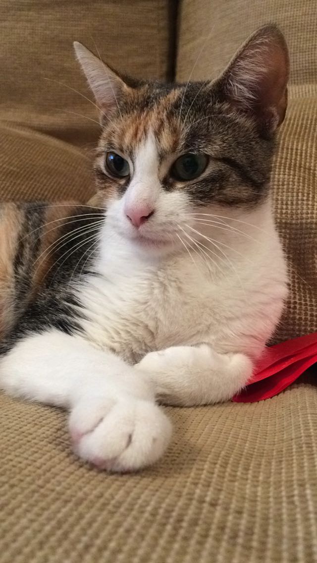 TRINI GATA EN ADOPCIÓN TRINI GATA EN ADOPCIÓN