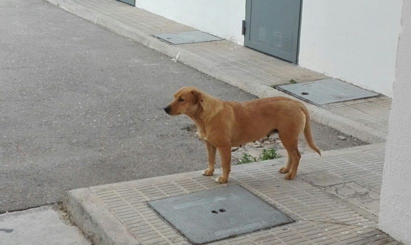 URGENTE ADOPCIÓN O ACOGIDA