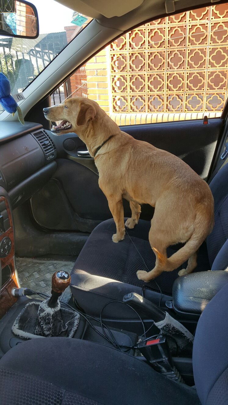 URGENTE ADOPCIÓN O ACOGIDA