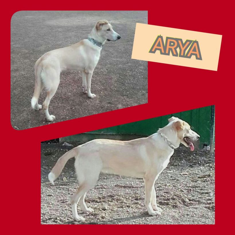 ARYA ARYA