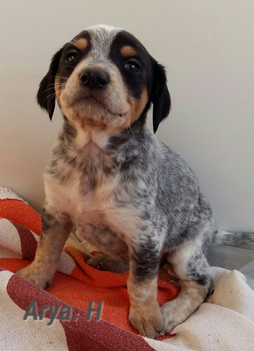 ARYA H. CACHORRO EN ADOPCION ARYA H. CACHORRO EN ADOPCION