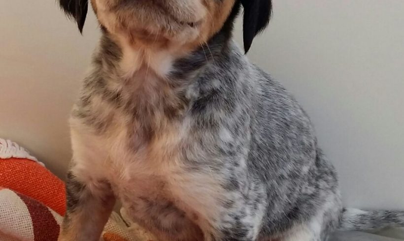 ARYA H. CACHORRO EN ADOPCION