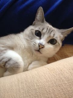 BLANQUETA GATA EN ADOPCION