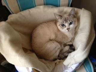 BLANQUETA GATA EN ADOPCION