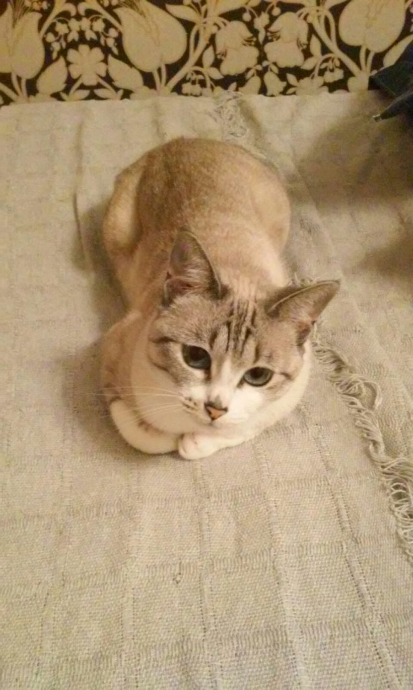 BLANQUETA GATA EN ADOPCION