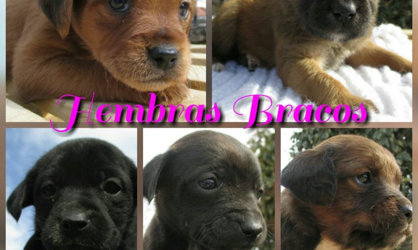 CAMADA BRACOS EN ADOPCION