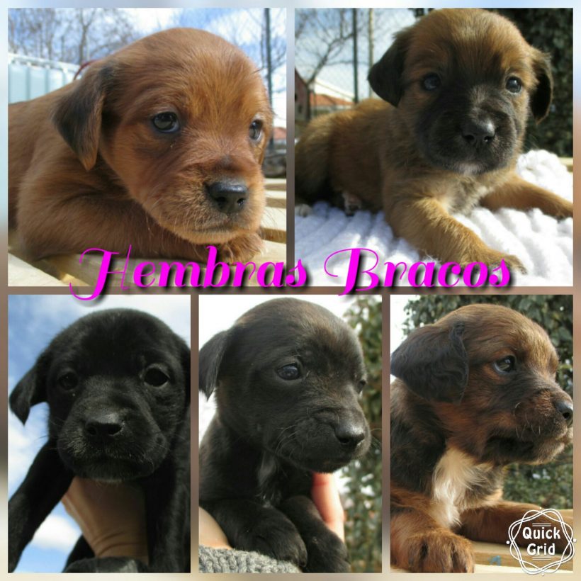 CAMADA BRACOS EN ADOPCION CAMADA BRACOS EN ADOPCION