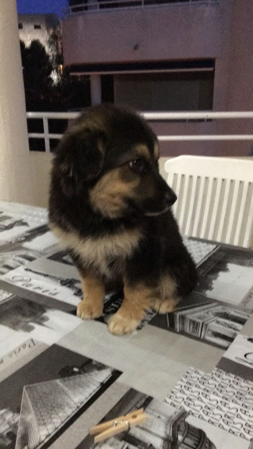 CACHORROS EN ADOPCION CACHORROS EN ADOPCION