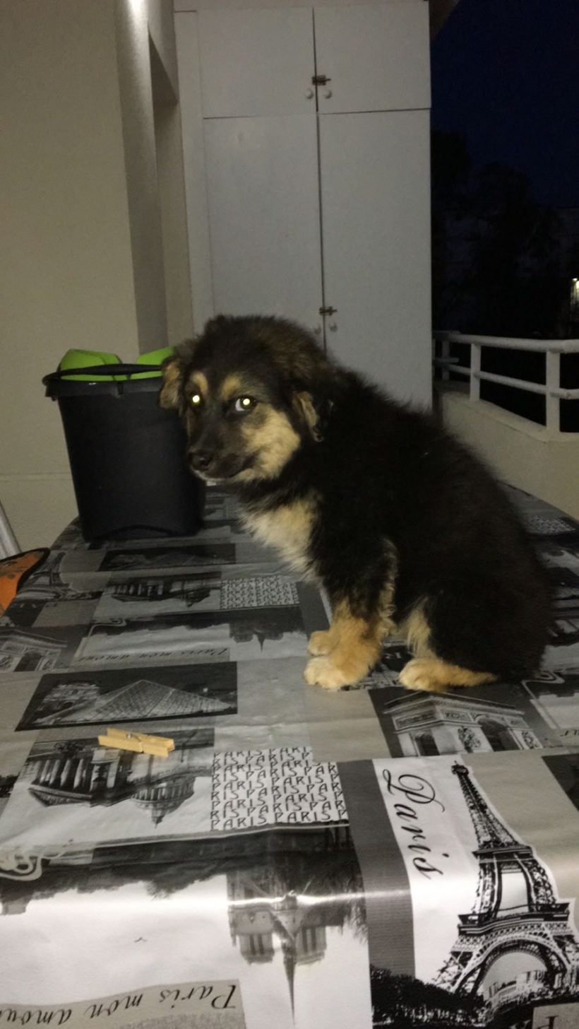 CACHORROS EN ADOPCION CACHORROS EN ADOPCION