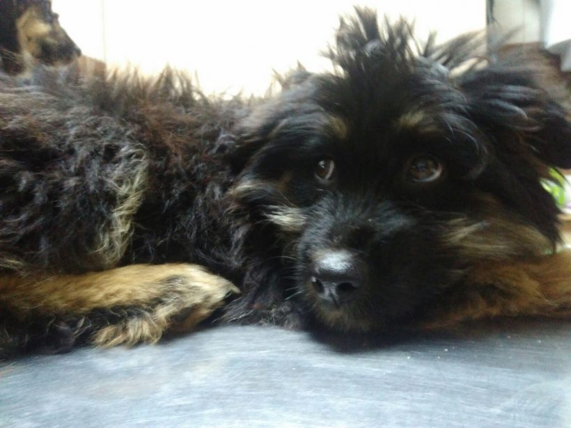 CACHORROS EN ADOPCION CACHORROS EN ADOPCION