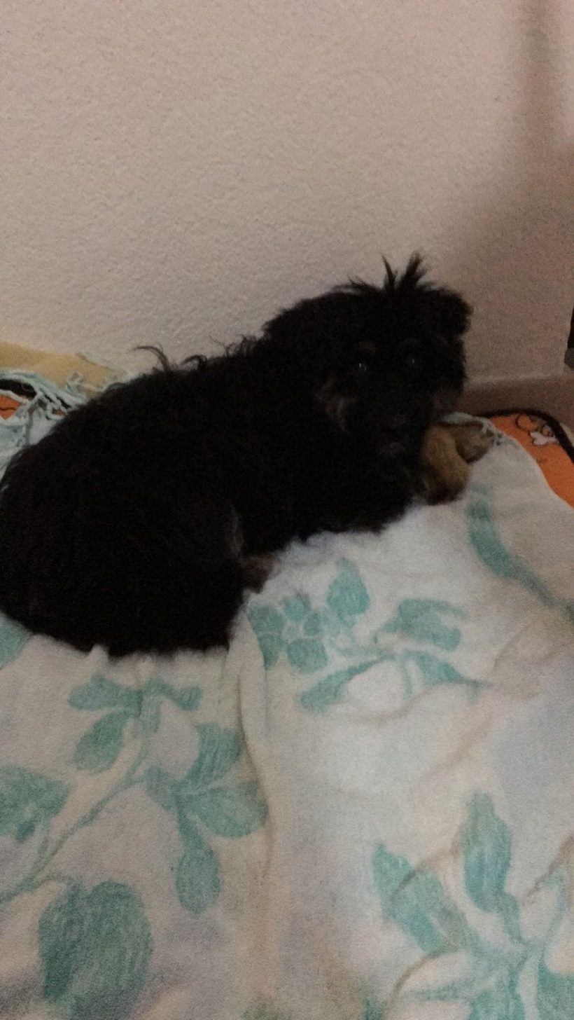 CACHORROS EN ADOPCION CACHORROS EN ADOPCION