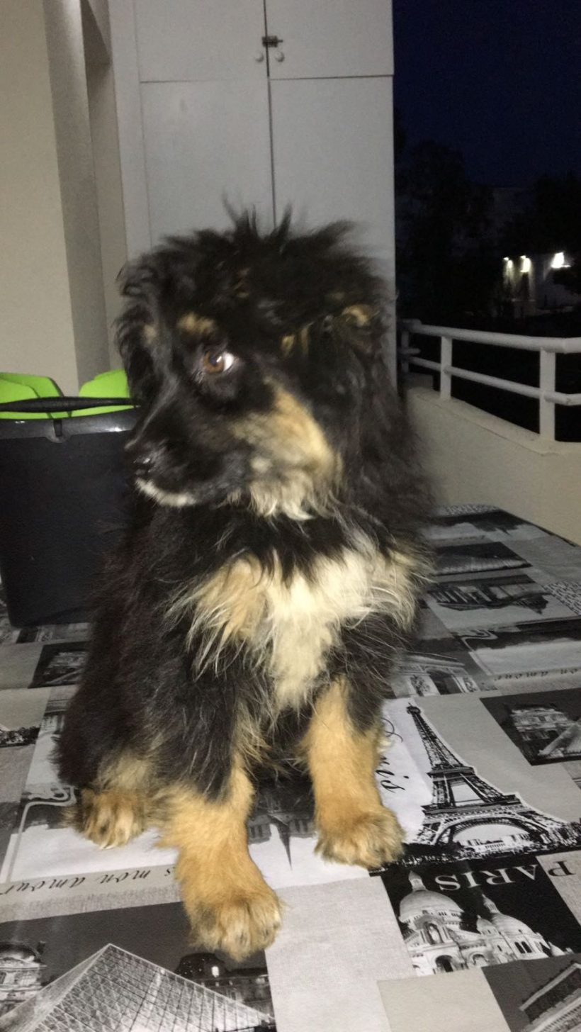 CACHORROS EN ADOPCION CACHORROS EN ADOPCION