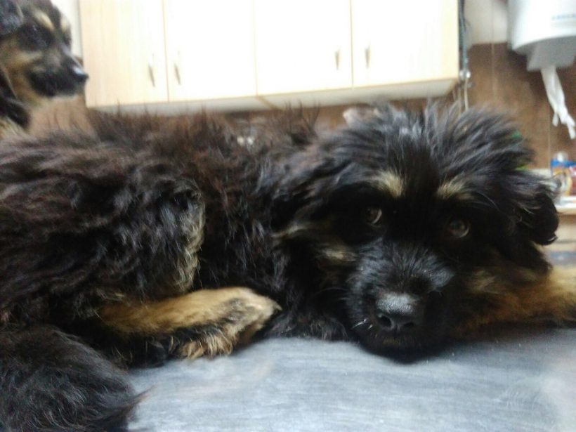 CACHORROS EN ADOPCION CACHORROS EN ADOPCION