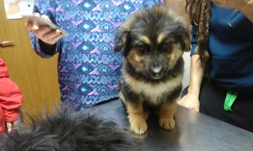 CACHORROS EN ADOPCION