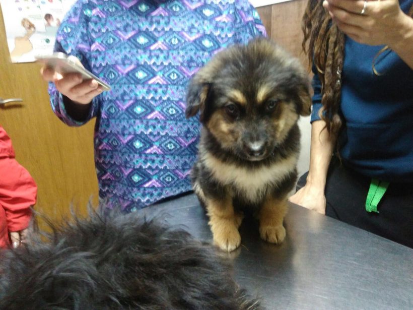 CACHORROS EN ADOPCION CACHORROS EN ADOPCION