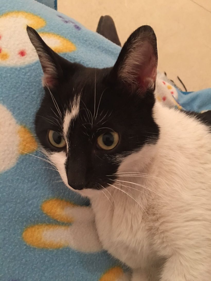 CANDY GATA EN ADOPCIÓN CANDY GATA EN ADOPCIÓN