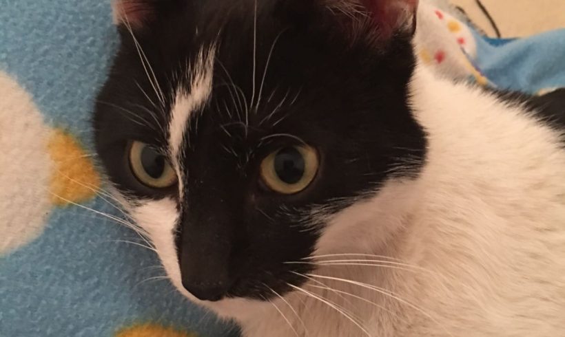 CANDY GATA EN ADOPCIÓN