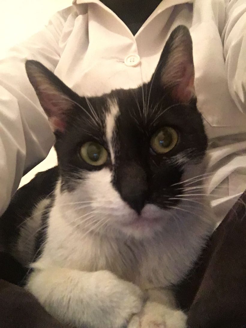 CANDY GATA EN ADOPCIÓN CANDY GATA EN ADOPCIÓN