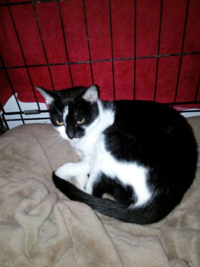 CANDY GATA EN ADOPCIÓN CANDY GATA EN ADOPCIÓN