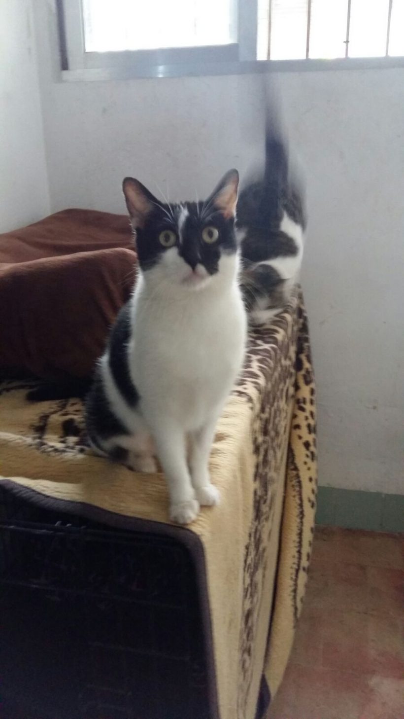 CANDY GATA EN ADOPCIÓN CANDY GATA EN ADOPCIÓN