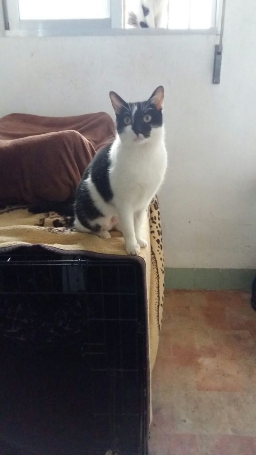 CANDY GATA EN ADOPCIÓN CANDY GATA EN ADOPCIÓN